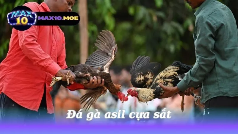 da-ga-asil-cua-sat